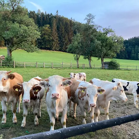 アパート Obereggut *