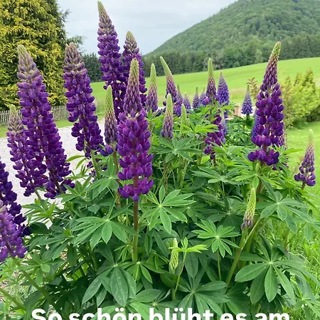 Obereggut Appartement *